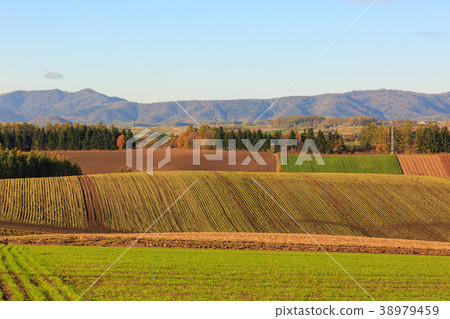 Biei in the morning Biei in the morning 38979459