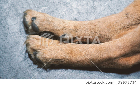 Part of dog with close-up shot. Part of dog with close-up shot. 38979784