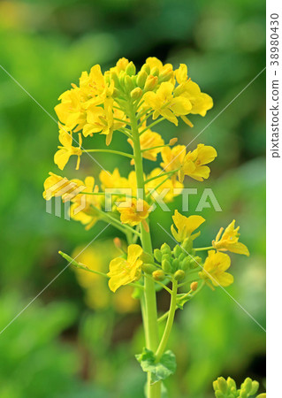 Rape blossoms flowering Koganei Park Rape blossoms flowering Koganei Park 38980430