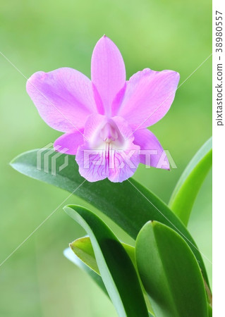 Cattleya蘭花蘭花紫色綠色背景 38980557