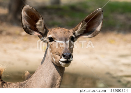 Close up of the Antelope female face Close up of the Antelope female face 38980824