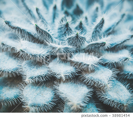 Echeveria setosa. Fluffy succulent from Mexico Echeveria setosa. Fluffy succulent from Mexico 38981454