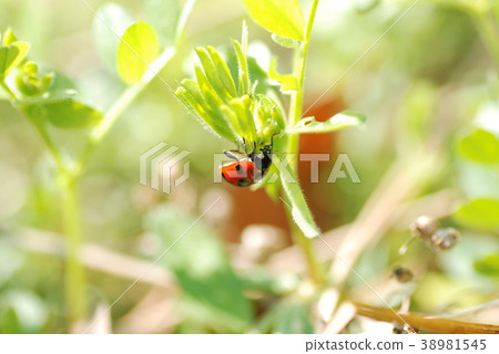 Ladybug (the day of Enlightenment) Ladybug (the day of Enlightenment) 38981545