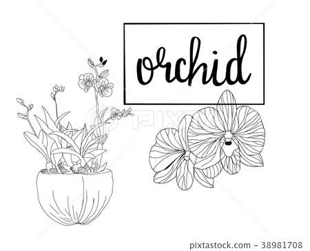 Hand drawn sketch Orchid flowers in graphic style. Hand drawn sketch Orchid flowers in graphic style. 38981708