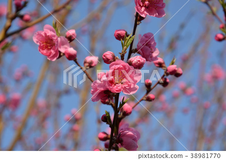 桃花 桃花 38981770