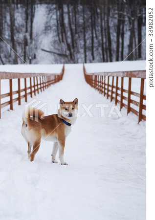 shiba inu dog on the snow shiba inu dog on the snow 38982052