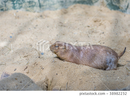 Prairie dog lying on ground 38982232