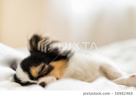 Small cute sleepy chihuahua dog is sleeping Small cute sleepy chihuahua dog is sleeping 38982468