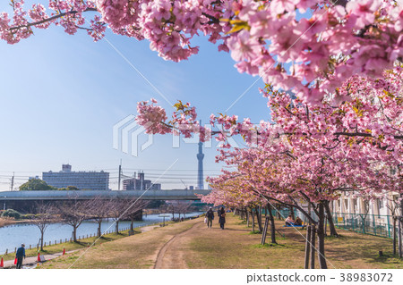 Tokyo's spring Edogawa ward / Kawazu cherry blossoms of former Nakagawa 38983072