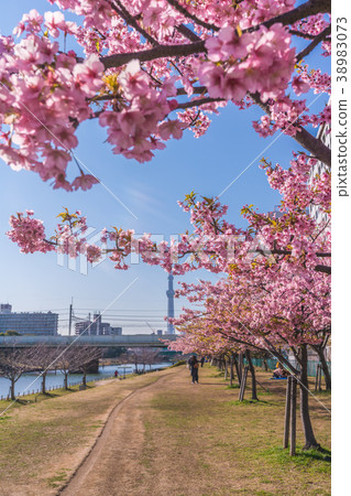 Tokyo's spring Edogawa ward / Kawazu cherry blossoms of former Nakagawa 38983073