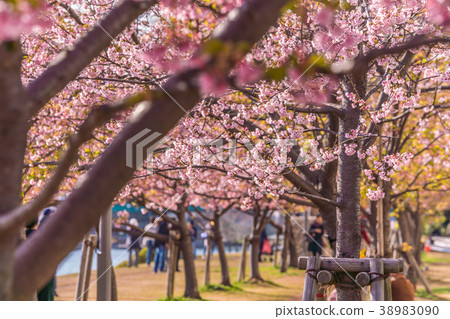 Tokyo's spring Edogawa ward / Kawazu cherry blossoms of former Nakagawa 38983090