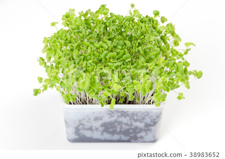 Mizuna microgreen in white plastic container 38983652