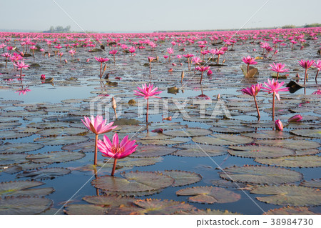 Udon Thani Red Lotus Lake 38984730
