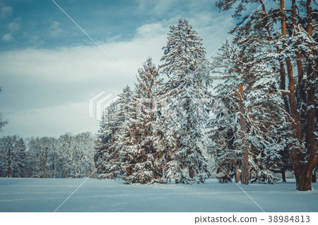 Tree pine spruce in magic forest winter day. Snow Tree pine spruce in magic forest winter day. Snow 38984813