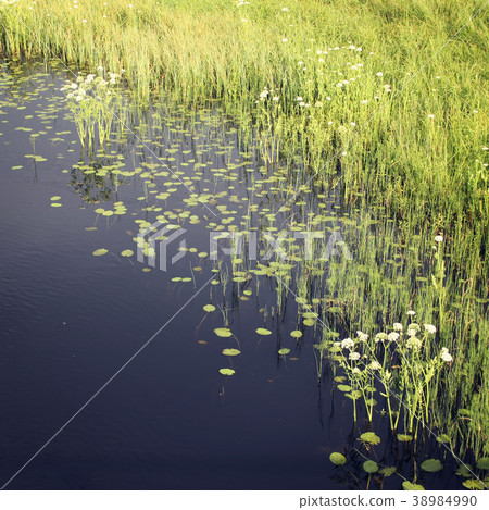 Water plants near the shore of Kenozero lake. 38984990