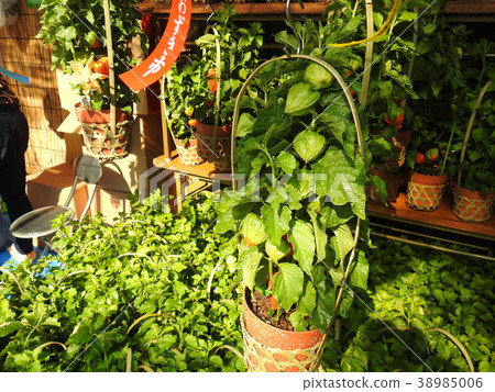 地面櫻桃 地面櫻桃 38985006