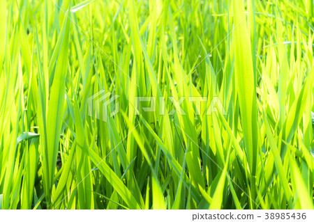 Meadow / close-up Meadow / close-up 38985436
