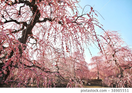 叼著梅花 38985551