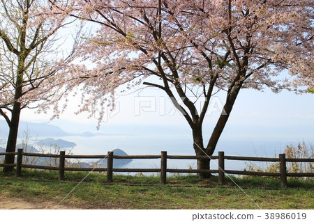 The sea of Seto over the cherry blossoms The sea of Seto over the cherry blossoms 38986019