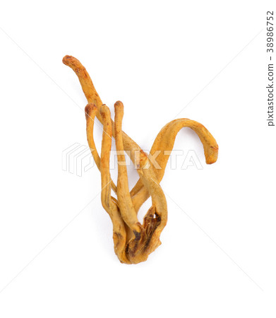 Dried cordyceps mushroom on white background Dried cordyceps mushroom on white background 38986752