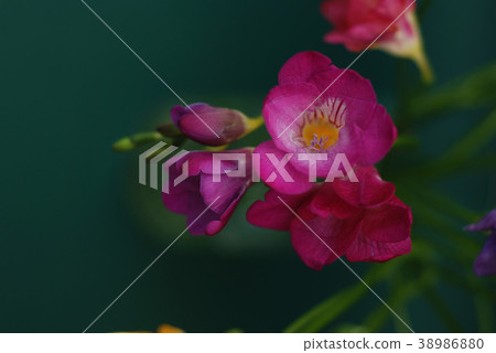 Pink freesia Bunch of Flowers, Isolated on Green Pink freesia Bunch of Flowers, Isolated on Green 38986880