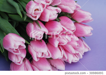 Pink Tulips bouquet, over Purple Background with Pink Tulips bouquet, over Purple Background with 38986891