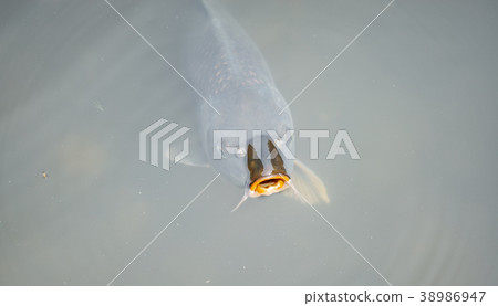 Fish mouth over water Fish mouth over water 38986947