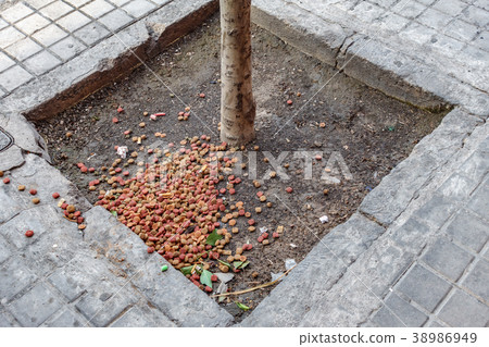 Cat and dog food in tree base Cat and dog food in tree base 38986949