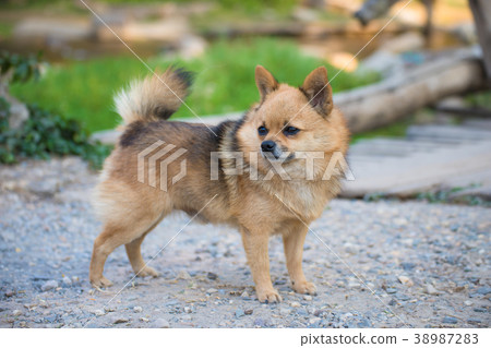 Brown Chihuahua Mixed breed dog is standing Brown Chihuahua Mixed breed dog is standing 38987283