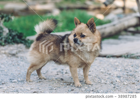 Brown Chihuahua Mixed breed dog is standing Brown Chihuahua Mixed breed dog is standing 38987285