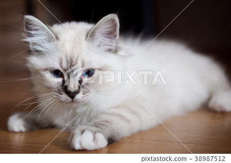 Sacred Birman kitten Sacred Birman kitten 38987512