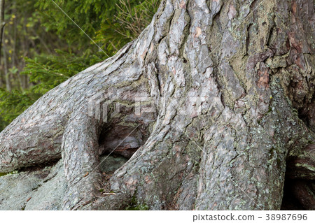 Big tree trunk roots at forest 38987696