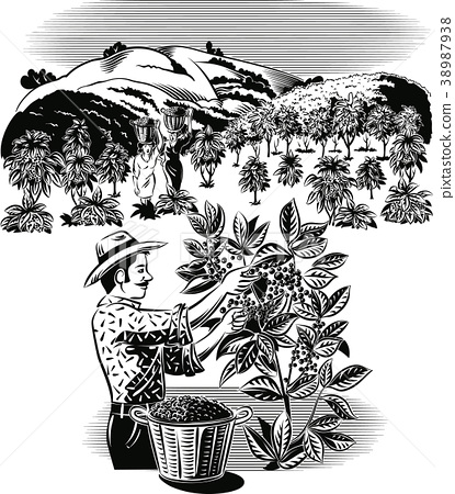 Coffee Plantation Illustration - Illustration of Many Recent Choices