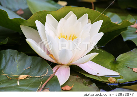 water lilies and green leaves on the pond water lilies and green leaves on the pond 38988877