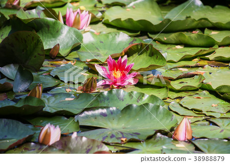 water lilies and green leaves on the pond 38988879