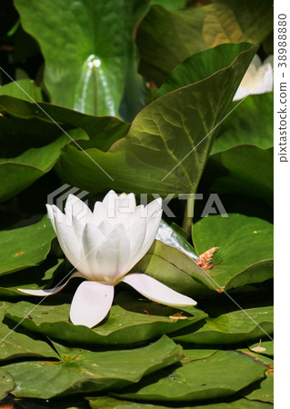 water lilies and green leaves on the pond 38988880