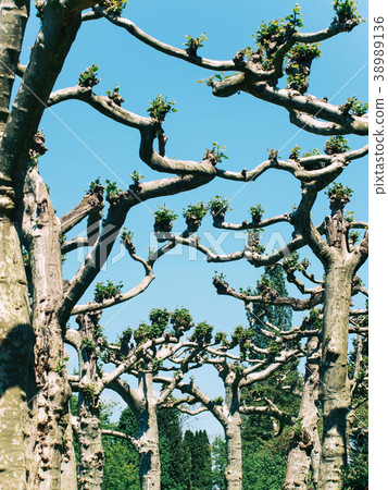 Alley platanus trees on flower island Mainau. 38989136