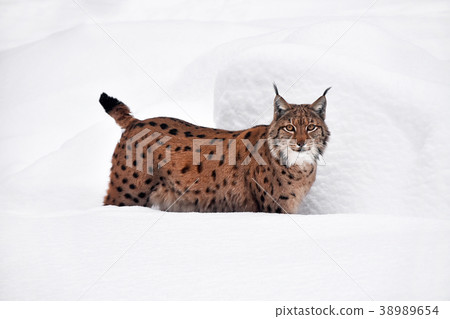 Close up full length Eurasian lynx in winter snow 38989654
