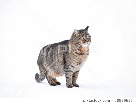 Gray domestic cat on white winter snow 38989655