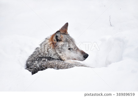 Grey wolf resting in deep snow winter den lair Grey wolf resting in deep snow winter den lair 38989659