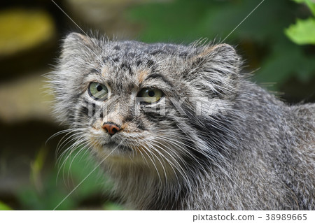 Close up portrait of manul Pallas cat 38989665