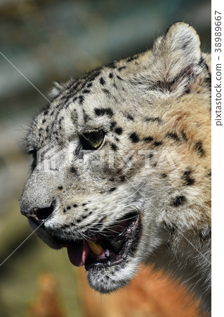 Close up side portrait of snow leopard 38989667