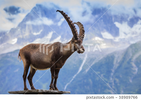 Ibex, Range of Mont Blanc, France 38989766