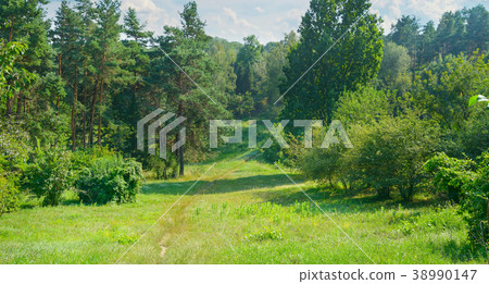 Natural forest with coniferous and deciduous trees Natural forest with coniferous and deciduous trees 38990147