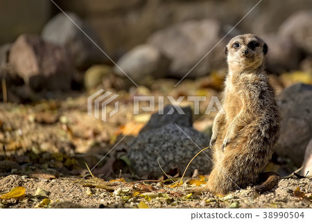 Meerkat in a clearing Meerkat in a clearing 38990504