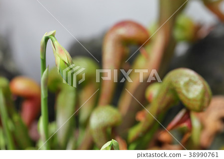 親愛的Tonia花蕾 親愛的Tonia花蕾 38990761
