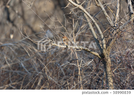 Female female 38990839