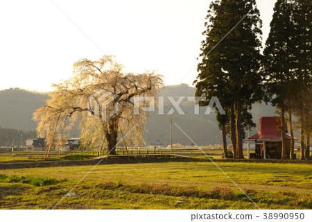 Branch cherry tree of the notice 38990950