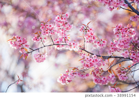 Pink Cherry Blossom on nature background,Sakura 38991154