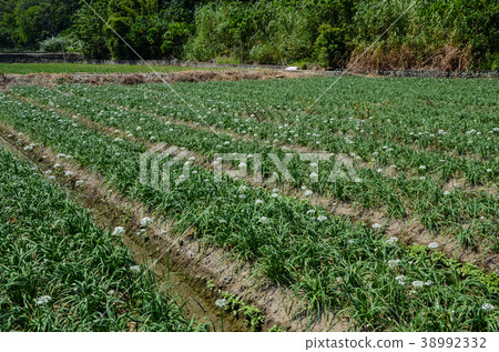 糖用甜菜,甜菜hana,yoko 糖用甜菜,甜菜hana,yoko 38992332